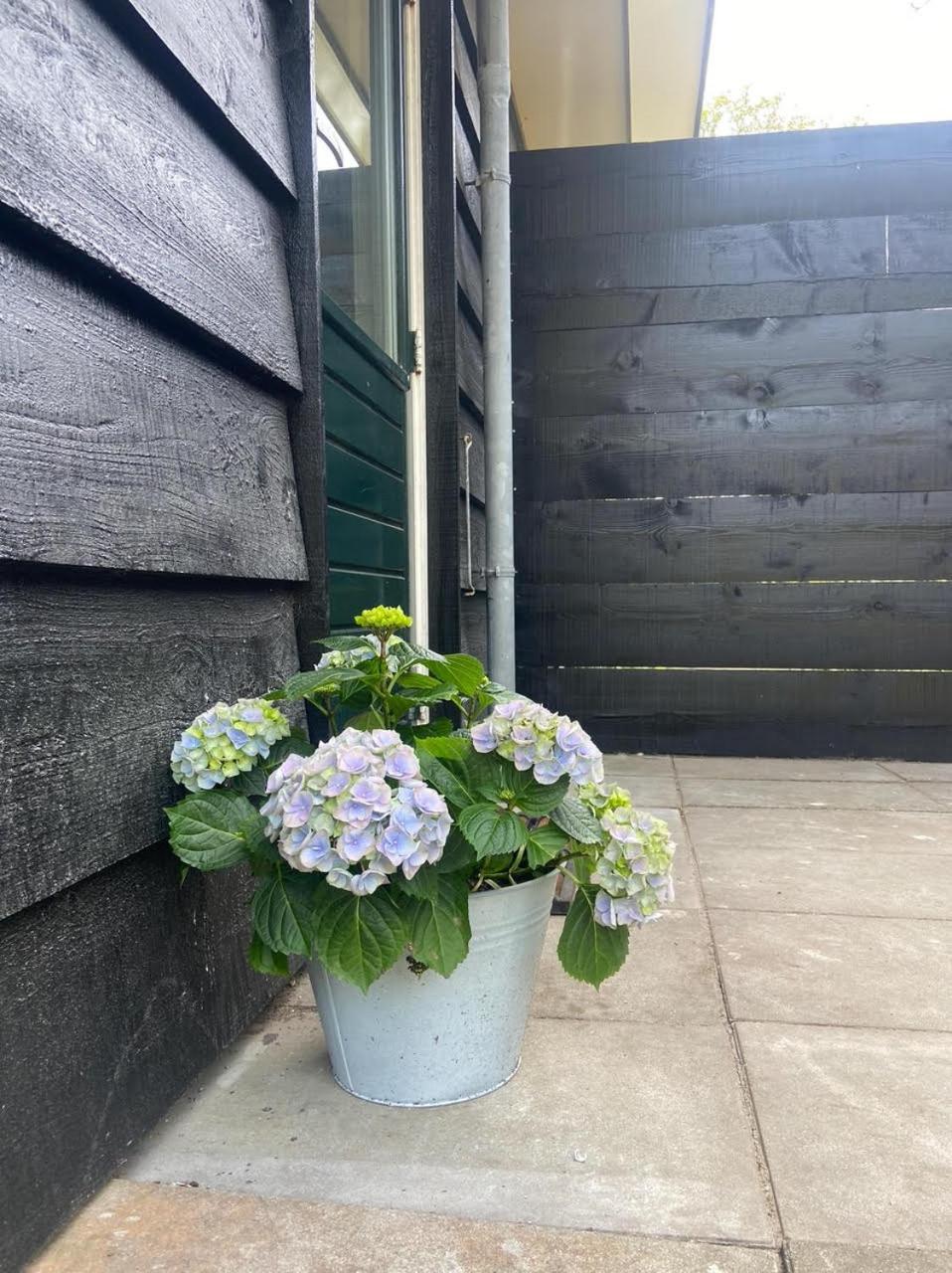 Ecolodges De Dreef Guesthouse Renesse Eksteriør bilde